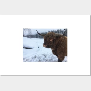 Scottish Highland Cattle Bull 2208 Posters and Art